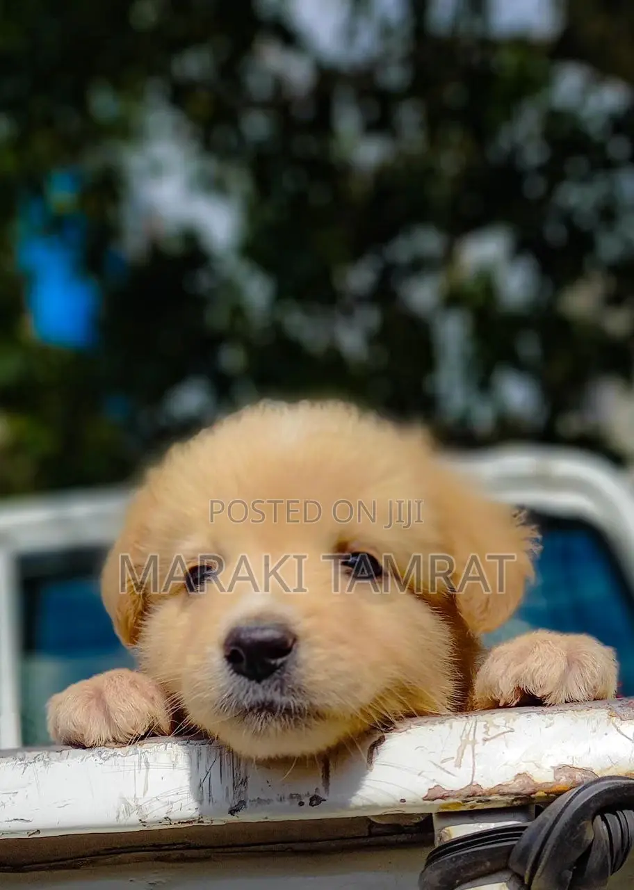 1-3 months Male Mixed Breed Golden Retriever