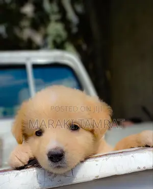 Photo - 1-3 months Male Mixed Breed Golden Retriever