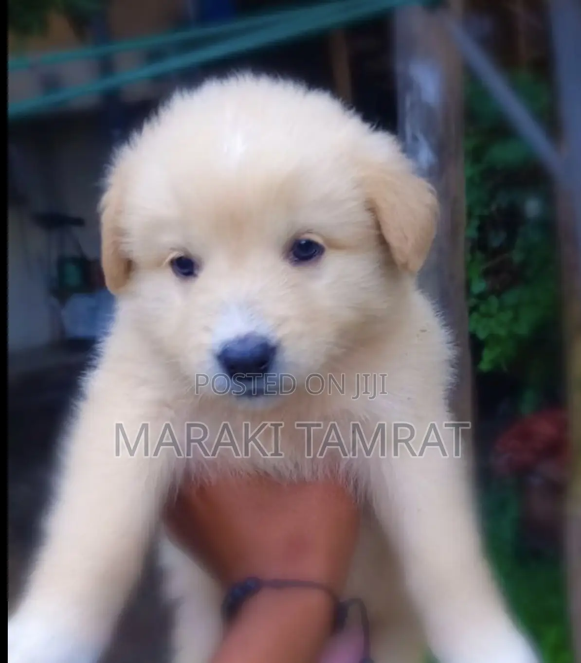 1-3 months Male Mixed Breed Golden Retriever