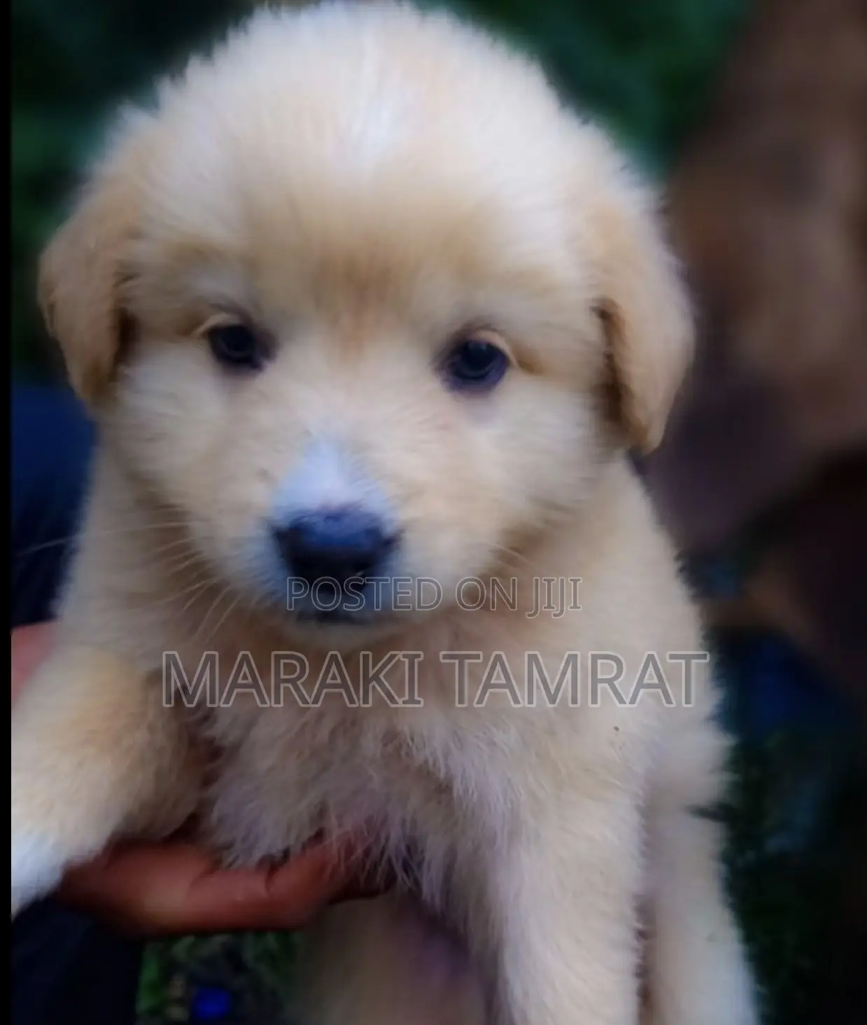1-3 months Male Purebred Golden Retriever