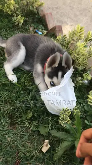 Photo - 1-3 months Male Purebred Siberian Husky