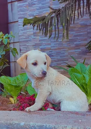 Photo - 1-3 months Male Mixed Breed Labrador Retriever