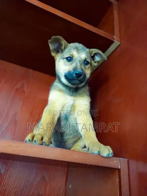 Photo - 1-3 months Female Mixed Breed German Shepherd