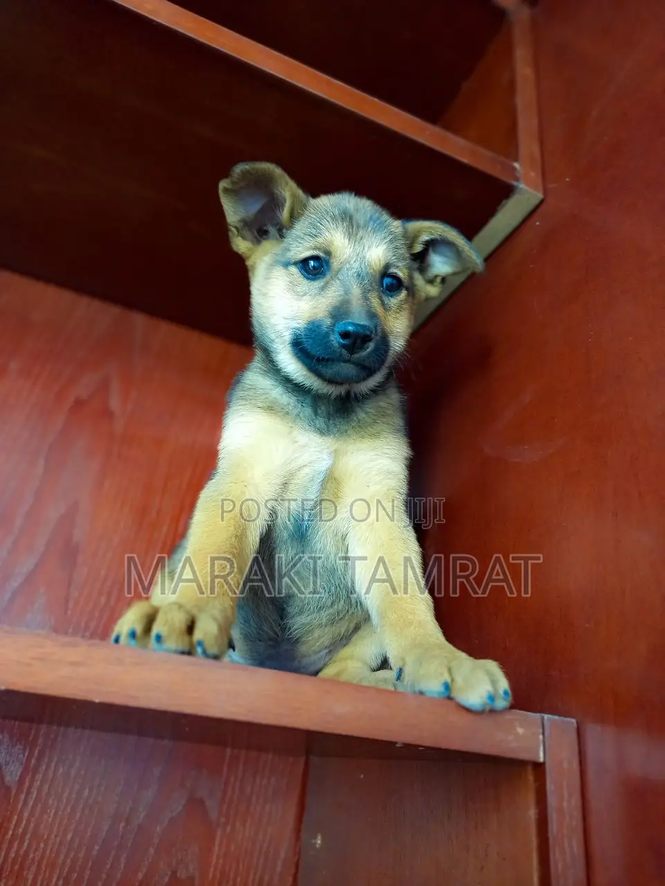 1-3 months Female Mixed Breed German Shepherd