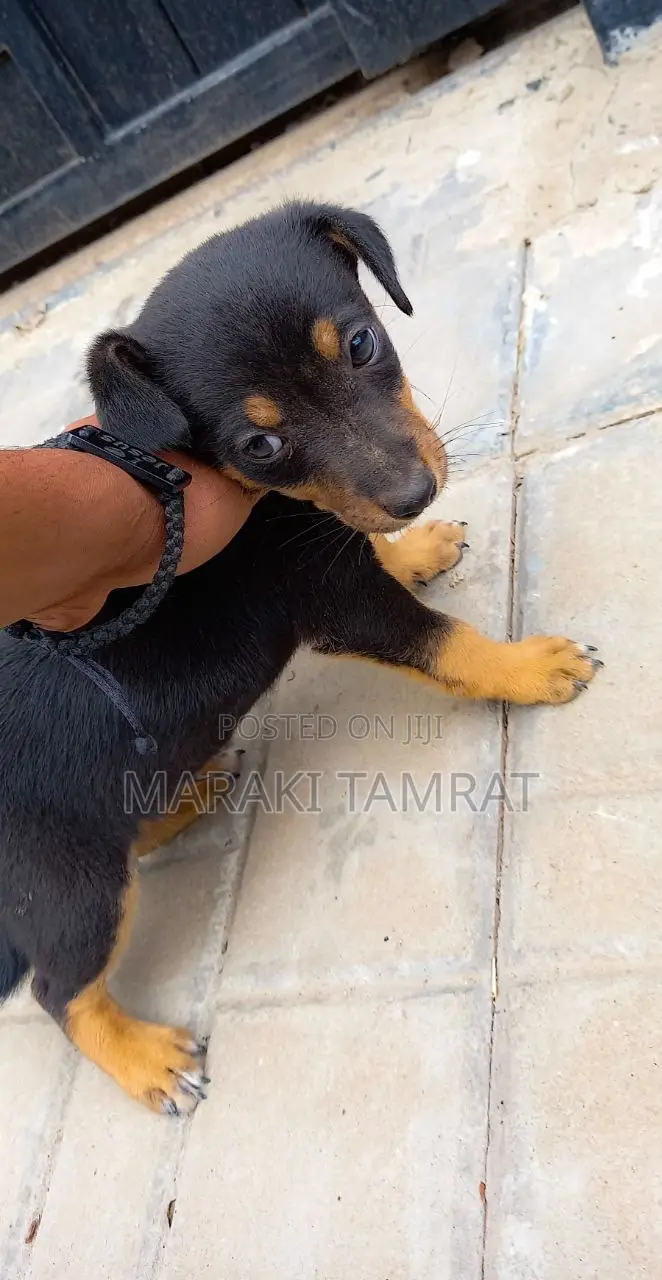1-3 months Male Mixed Breed Dachshund
