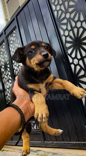 Photo - 1-3 months Female Mixed Breed Dachshund