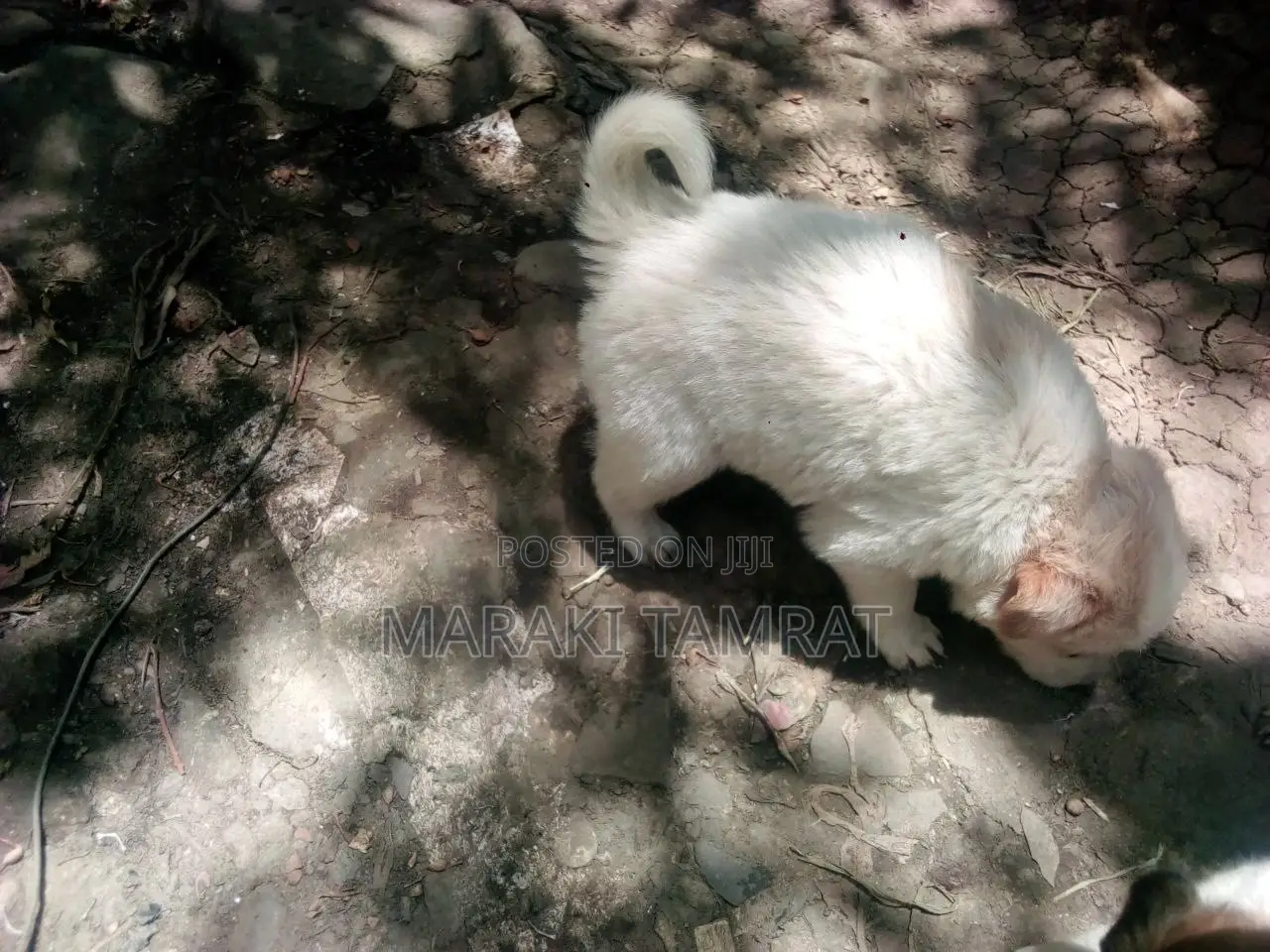 1-3 months Female Purebred Maltese