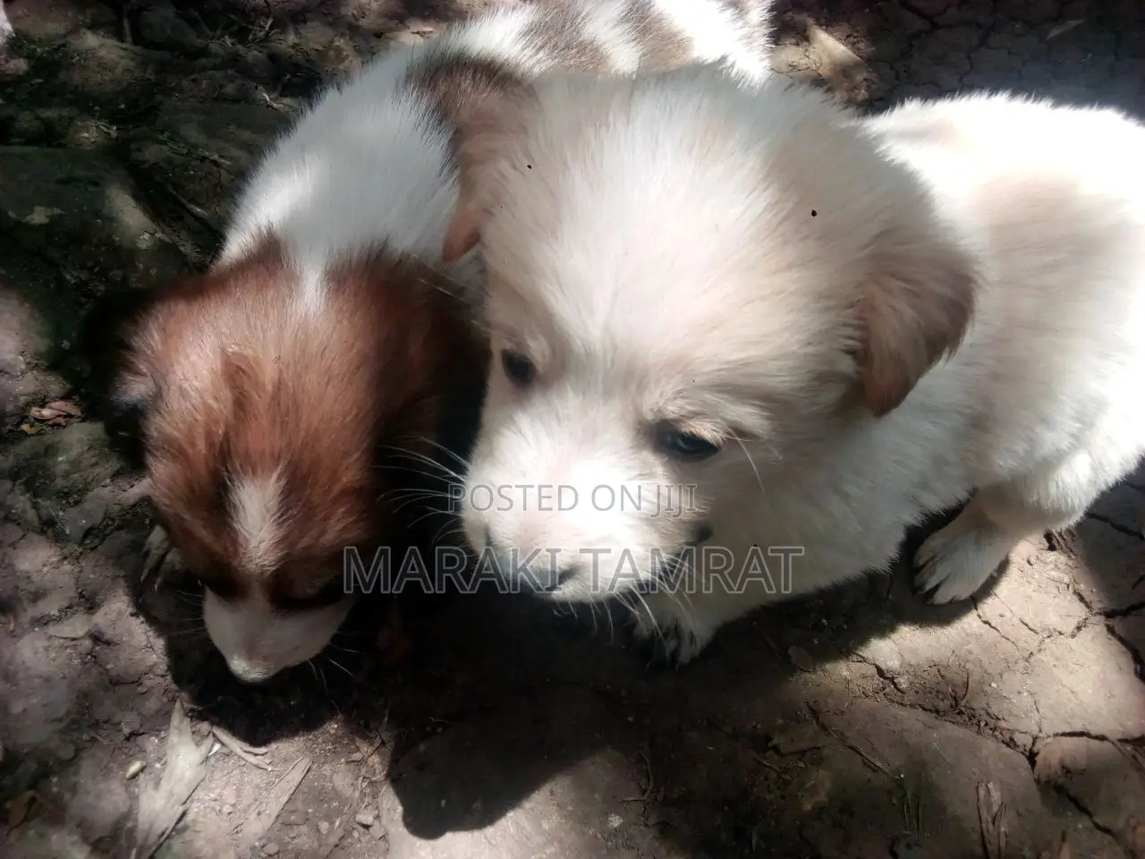 1-3 months Female Purebred Maltese