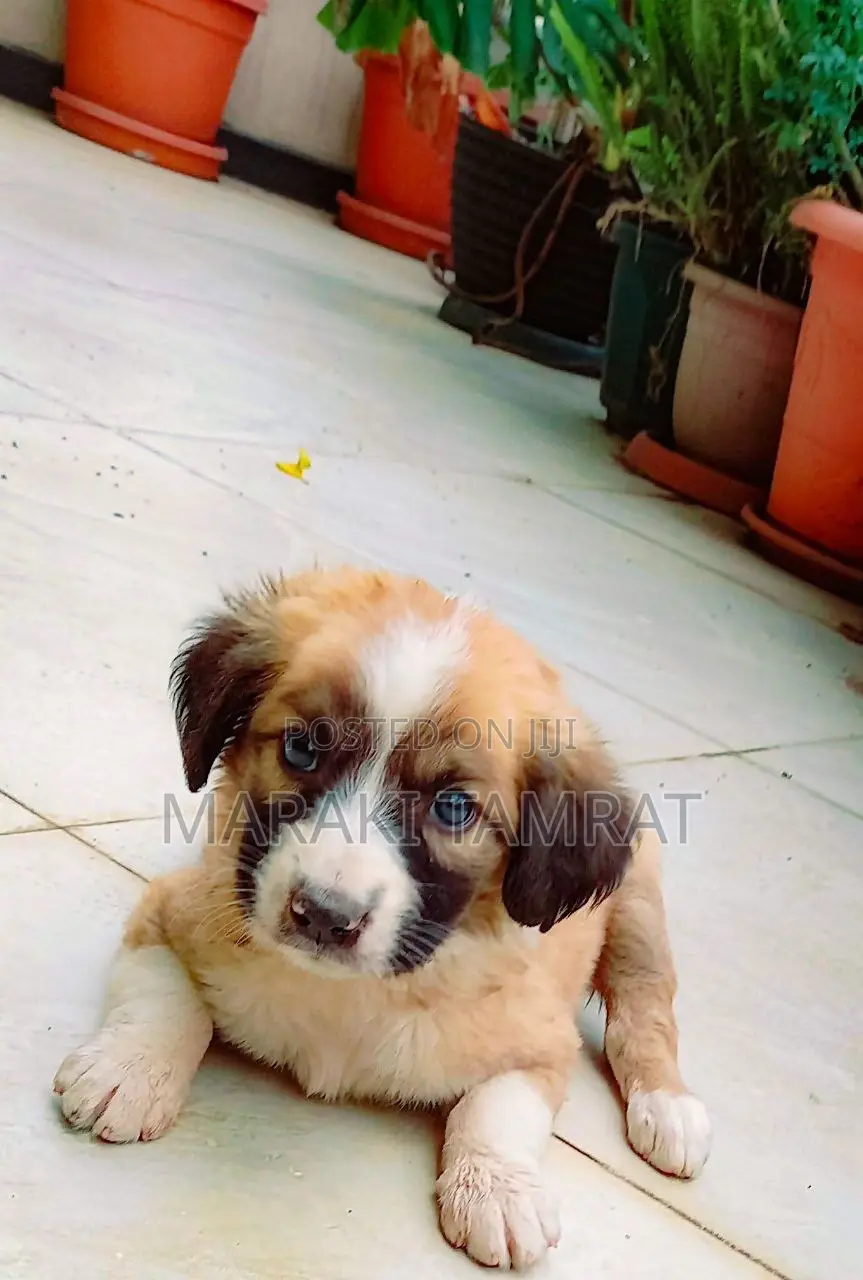 1-3 months Male Purebred Maltese