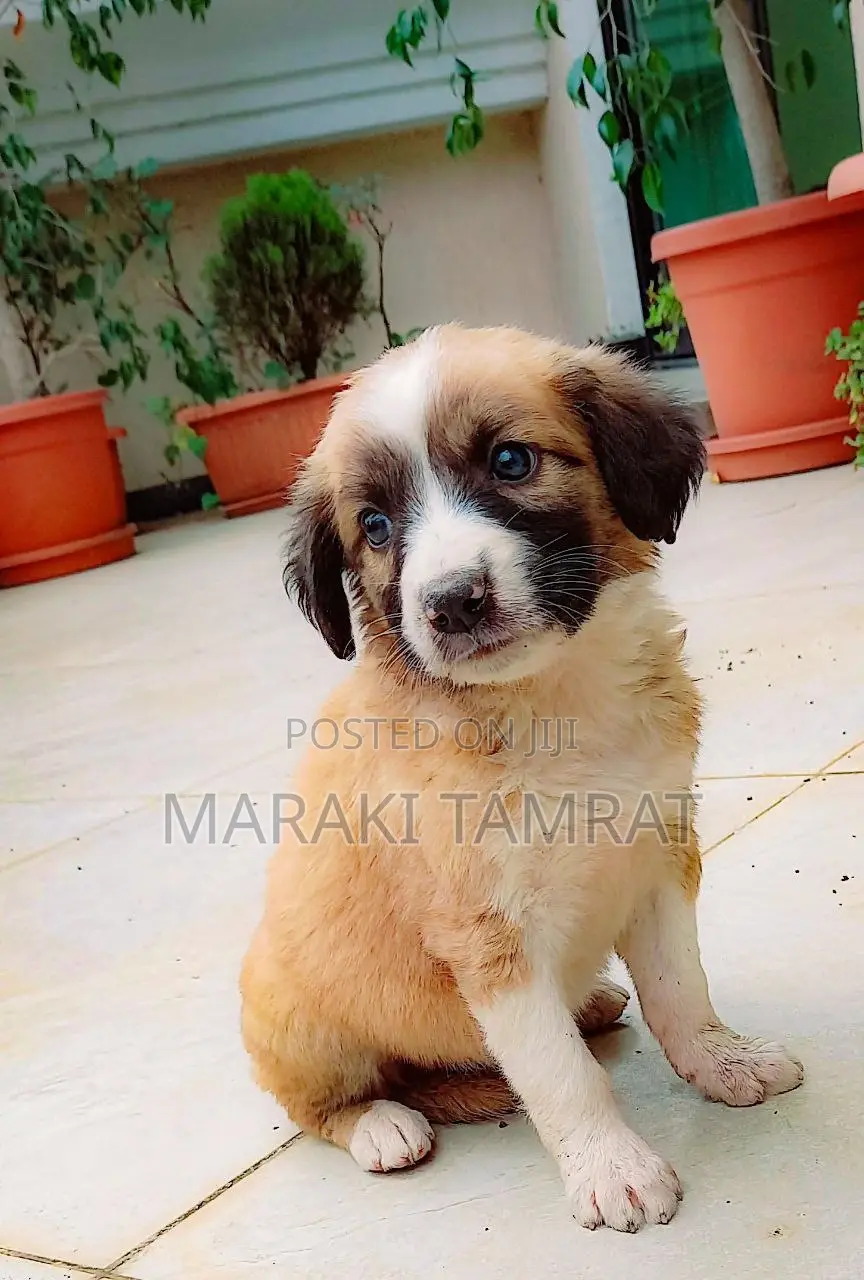 1-3 months Female Purebred Maltese