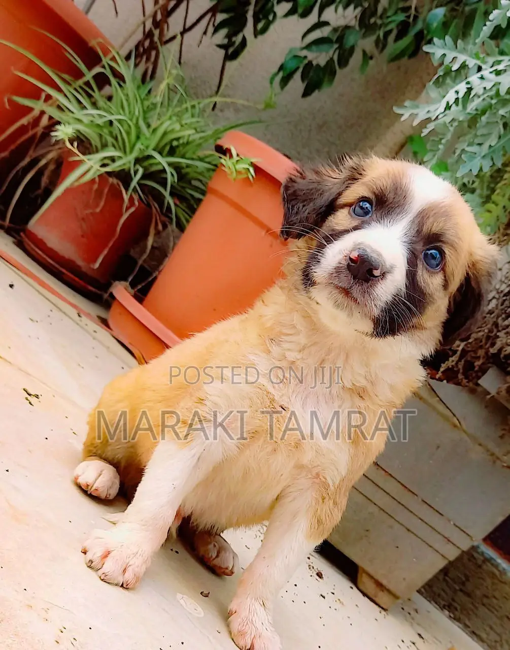 1-3 months Female Purebred Maltese