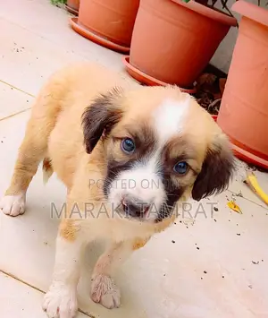 Photo - 1-3 months Female Purebred Maltese