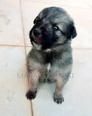 Photo - 1-3 months Male Purebred Dog