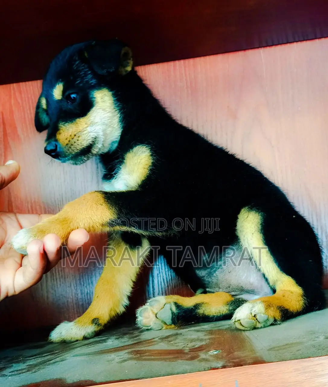 1-3 months Female Mixed Breed German Shepherd