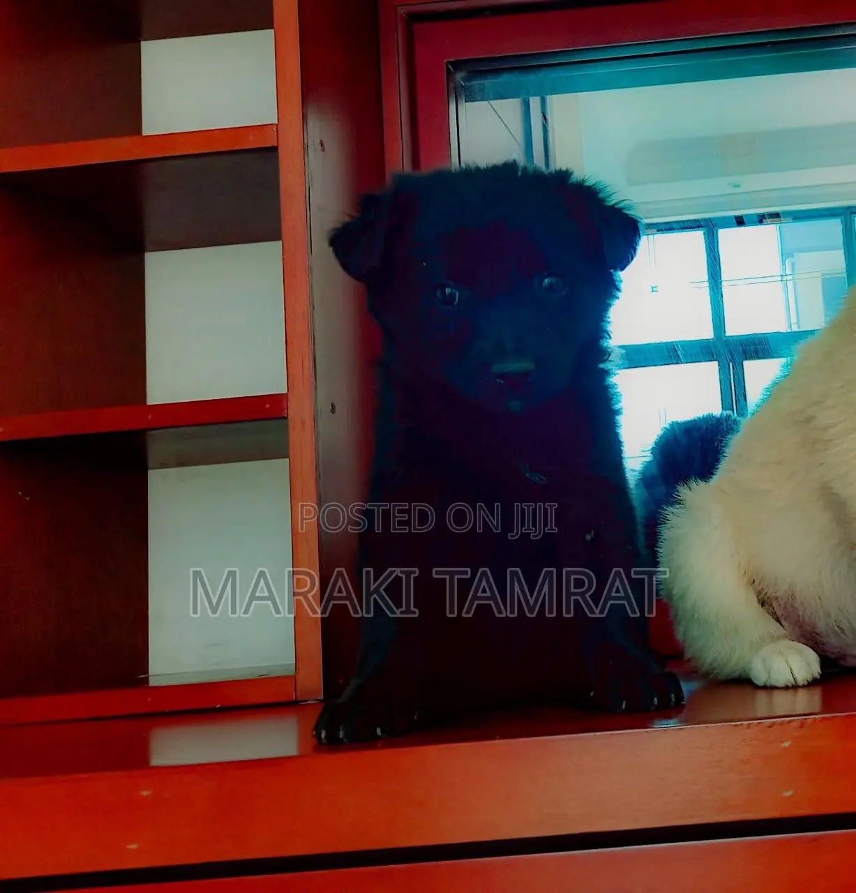 1-3 months Female Purebred Labrador Retriever