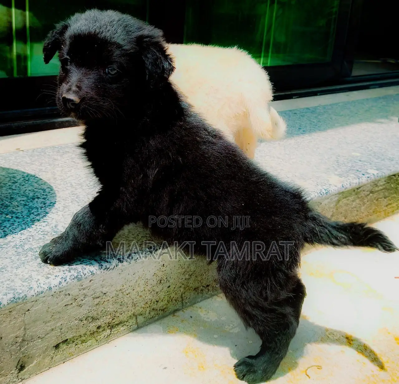 1-3 months Male Purebred Labrador Retriever