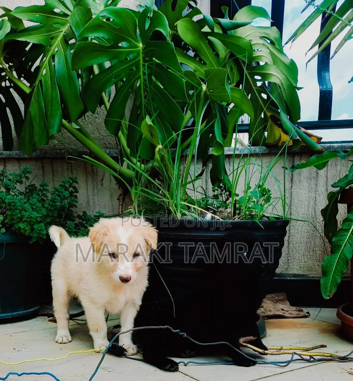 1-3 months Female Purebred Labrador Retriever