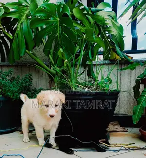 Photo - 1-3 months Female Purebred Labrador Retriever