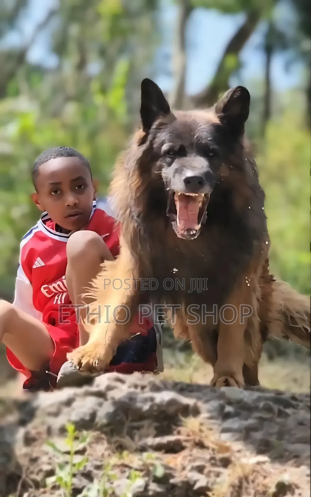 1-3 months Female Purebred German Shepherd