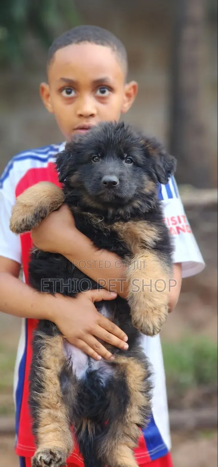 1-3 months Female Purebred German Shepherd