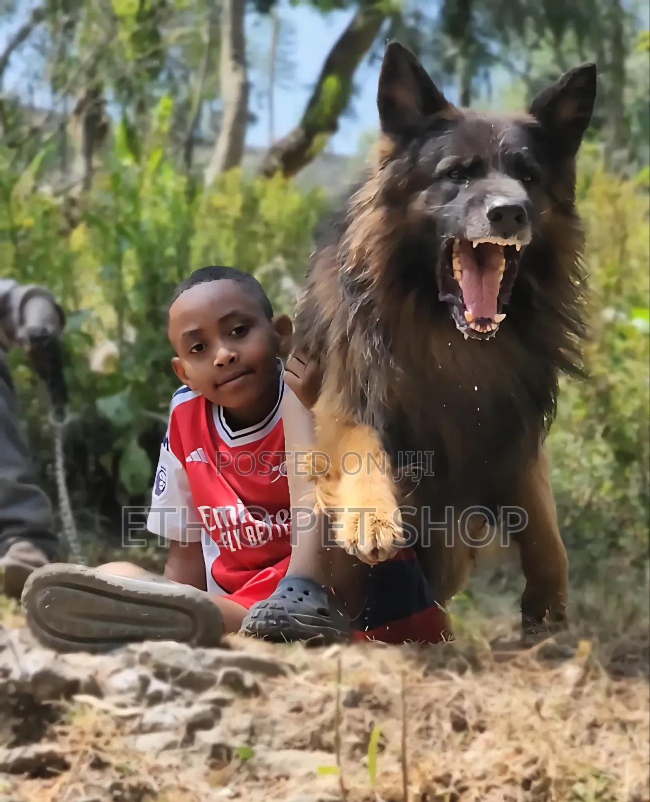 1-3 months Female Purebred German Shepherd