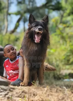 1-3 months Female Purebred German Shepherd