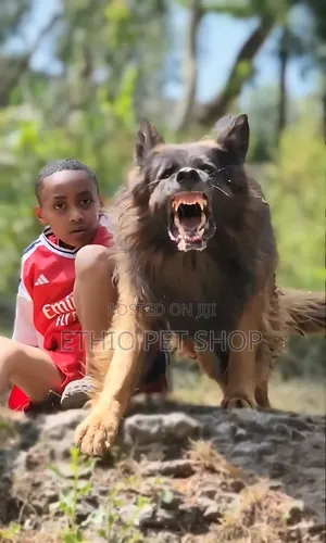 1-3 months Female Purebred German Shepherd