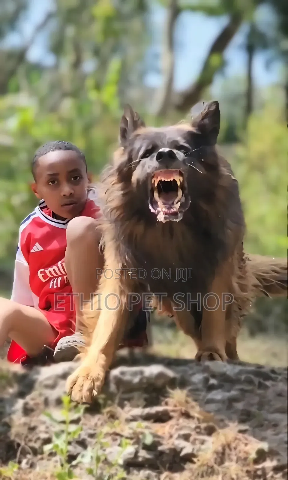 1-3 months Female Purebred German Shepherd