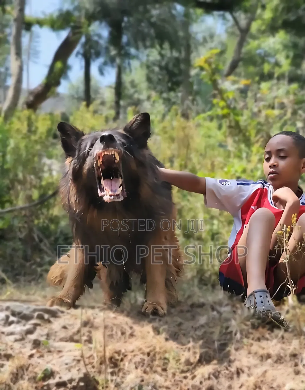 1-3 months Female Purebred German Shepherd
