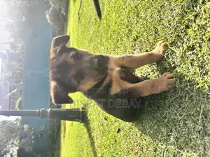 1-3 months Male Purebred German Shepherd