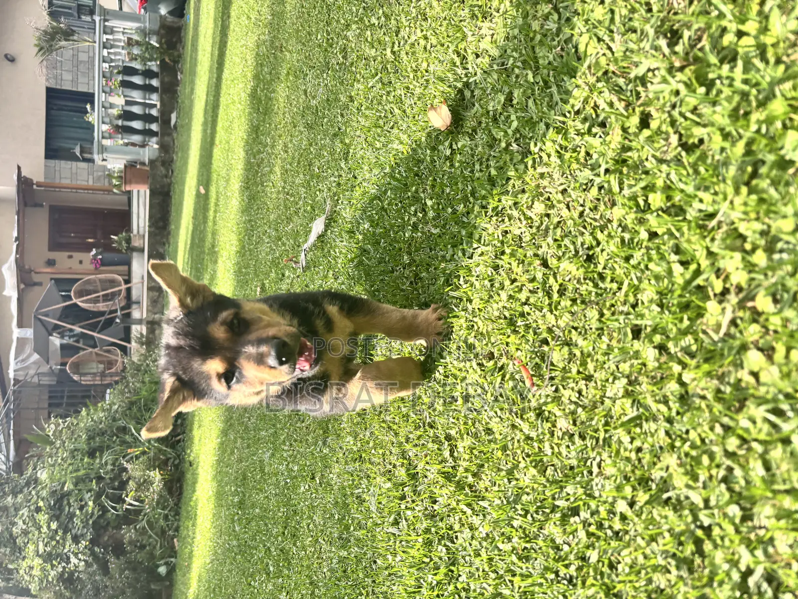 1-3 months Male Purebred German Shepherd