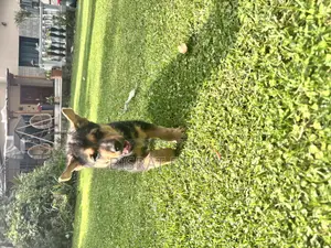 1-3 months Male Purebred German Shepherd