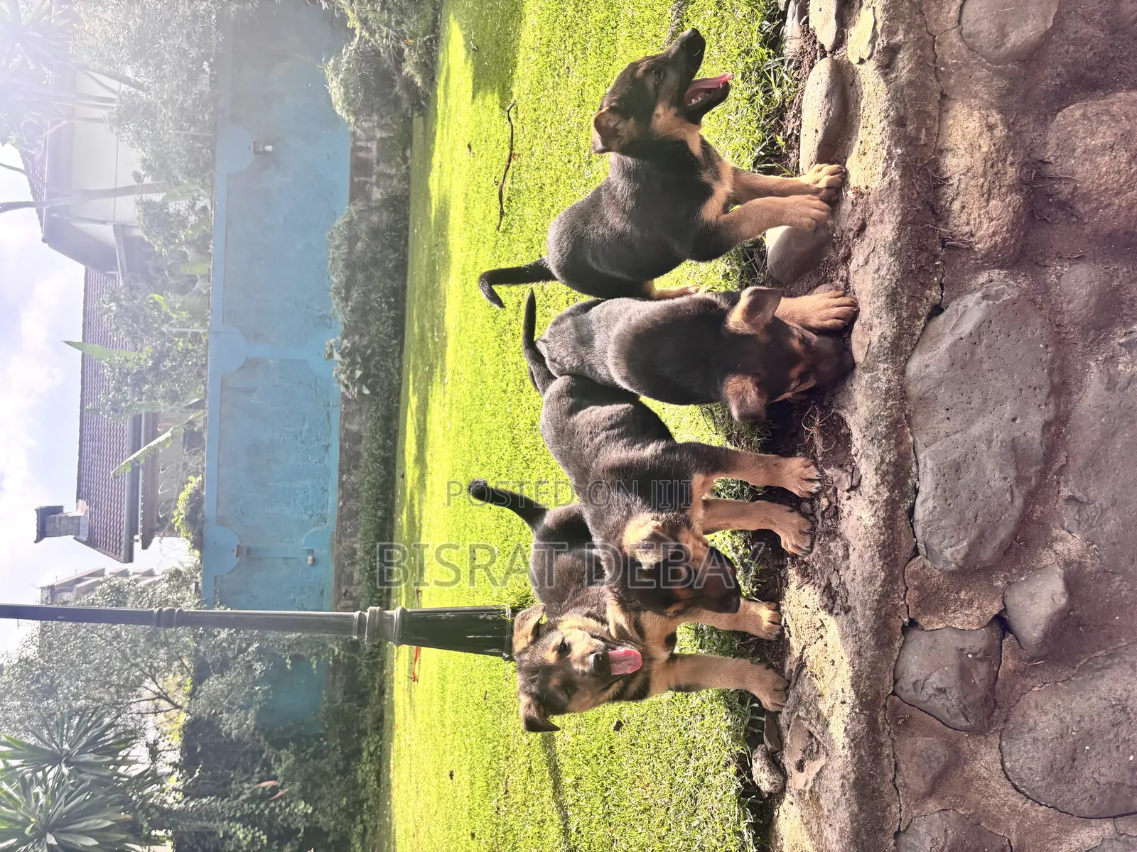 1-3 months Male Purebred German Shepherd