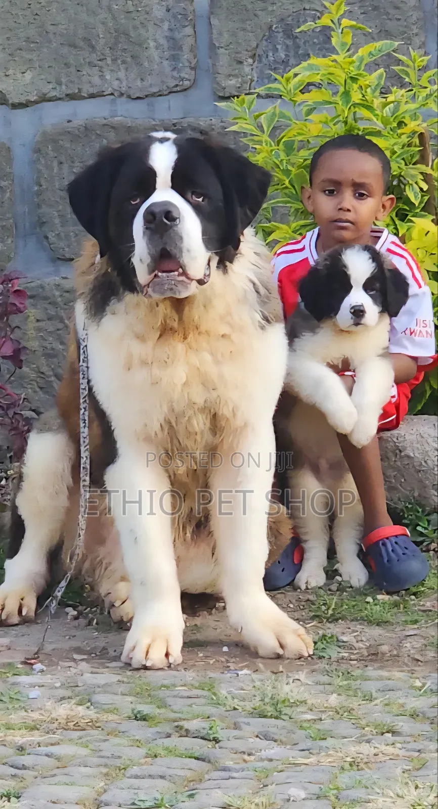 1-3 months Male Purebred Saint Bernard