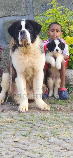 1-3 months Male Purebred Saint Bernard