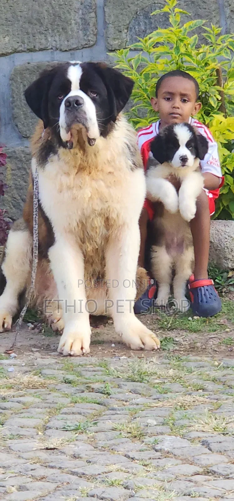 1-3 months Male Purebred Saint Bernard