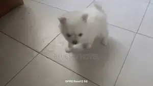 1-3 months Female Purebred Pomeranian