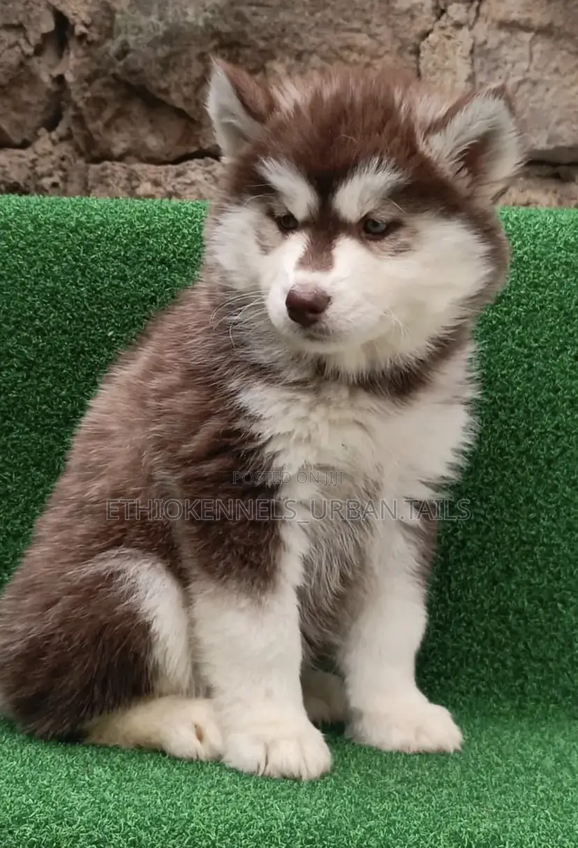 1-3 months Female Purebred Siberian Husky
