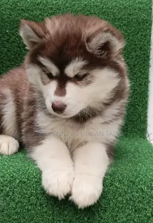 1-3 months Female Purebred Siberian Husky