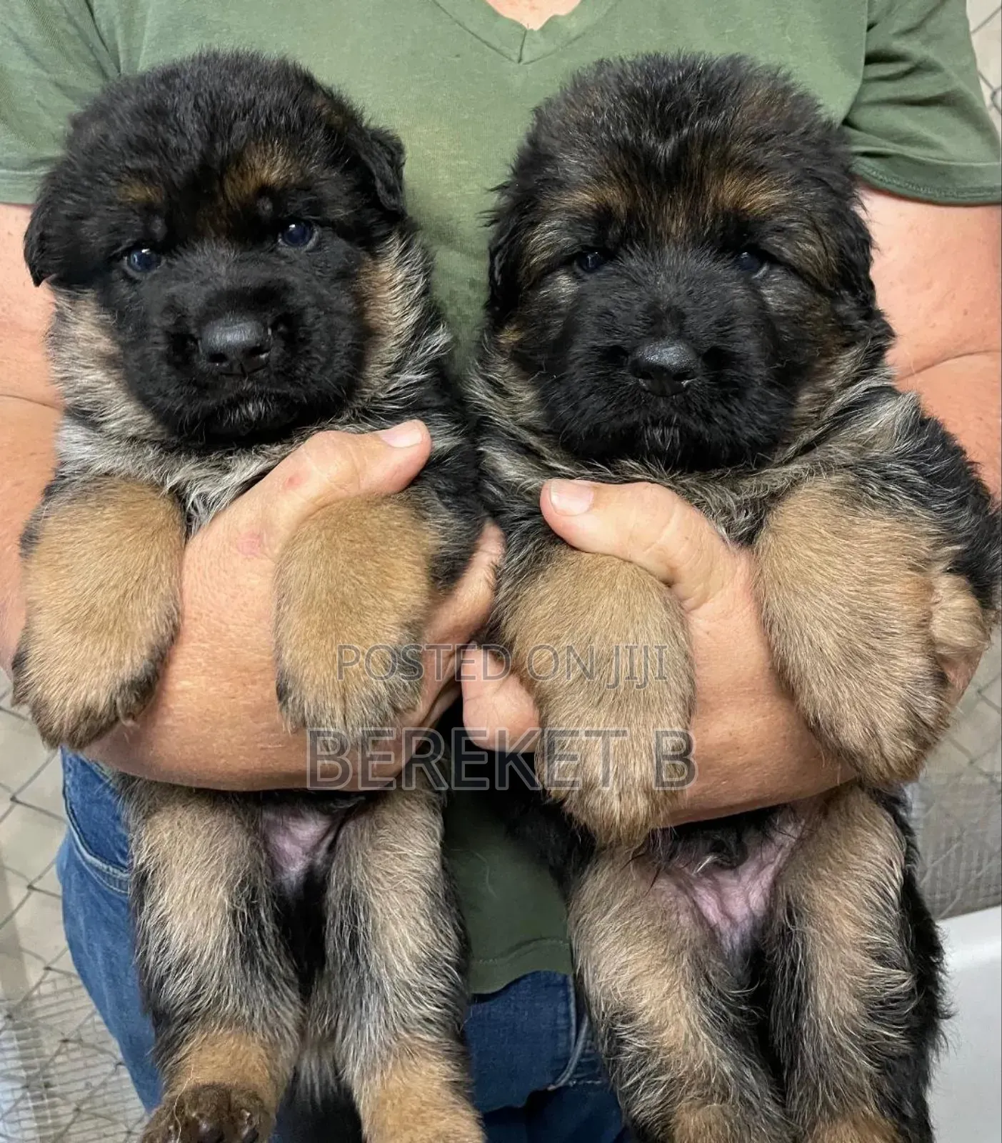 1-3 months Male Purebred German Shepherd