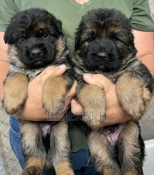 Photo - 1-3 months Male Purebred German Shepherd