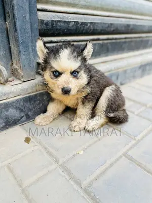 Photo - 1-3 months Female Purebred Siberian Husky