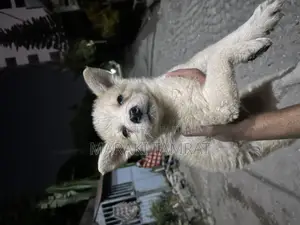 Photo - 1-3 months Male Purebred Siberian Husky