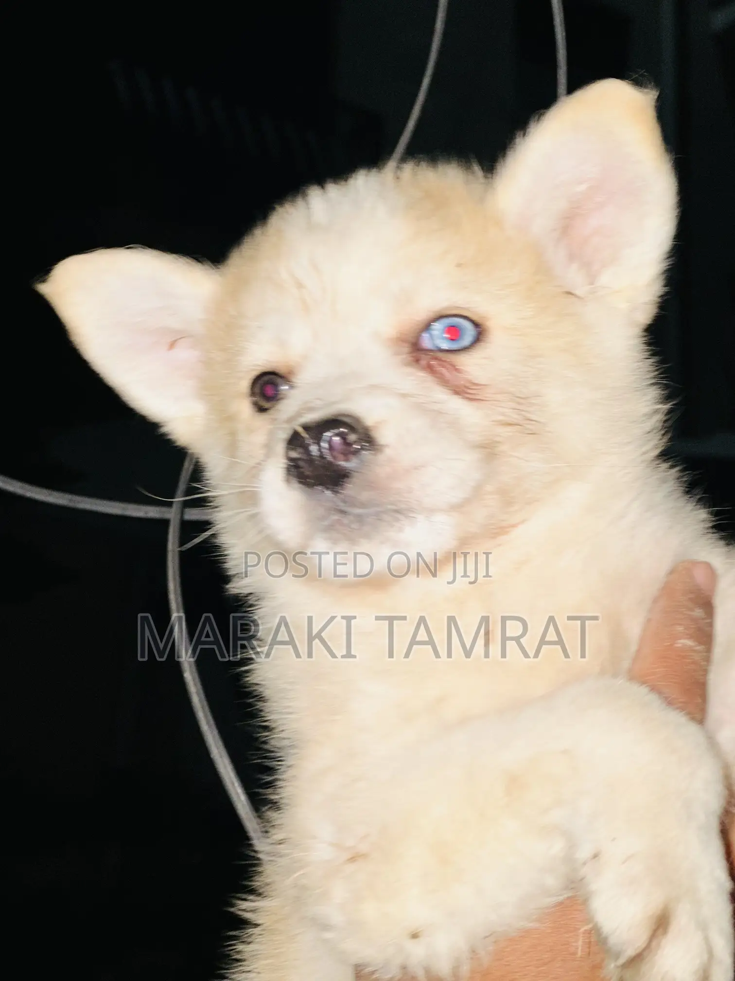 1-3 months Male Purebred Siberian Husky