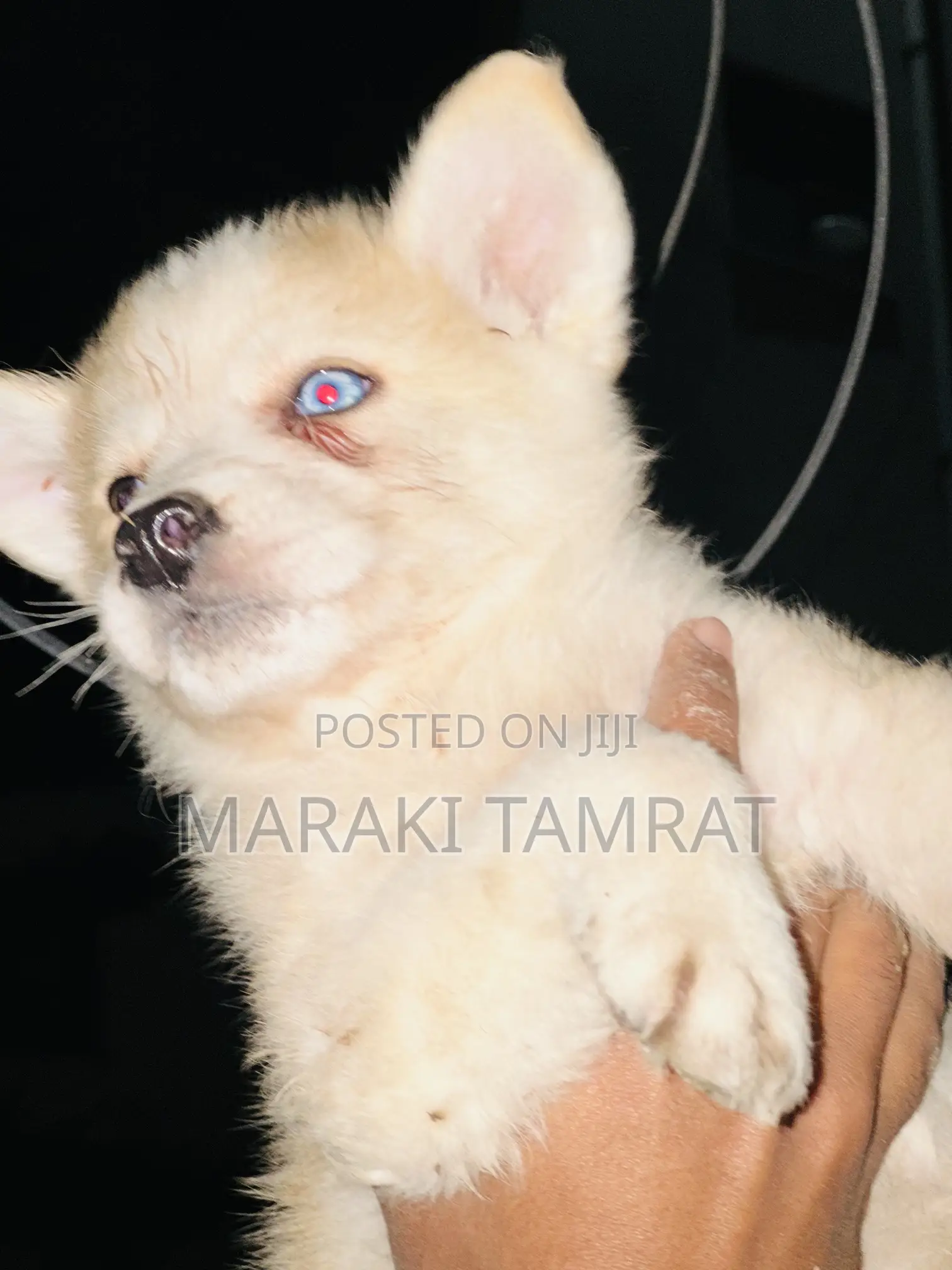 1-3 months Male Purebred Siberian Husky