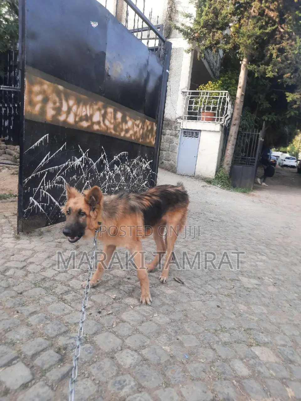 3-6 months Male Purebred German Shepherd