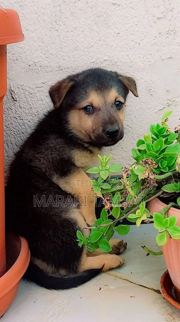 1-3 months Male Purebred German Shepherd