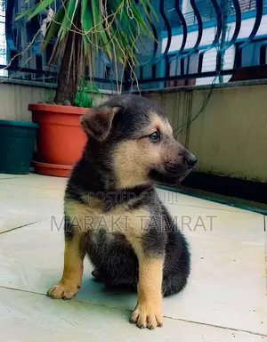 Photo - 1-3 months Male Purebred German Shepherd