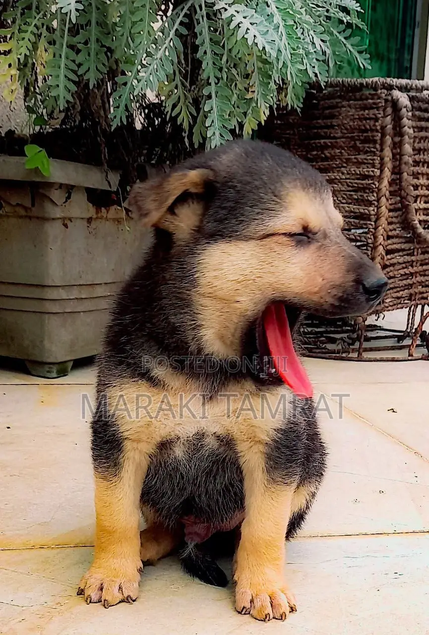 1-3 months Male Purebred German Shepherd