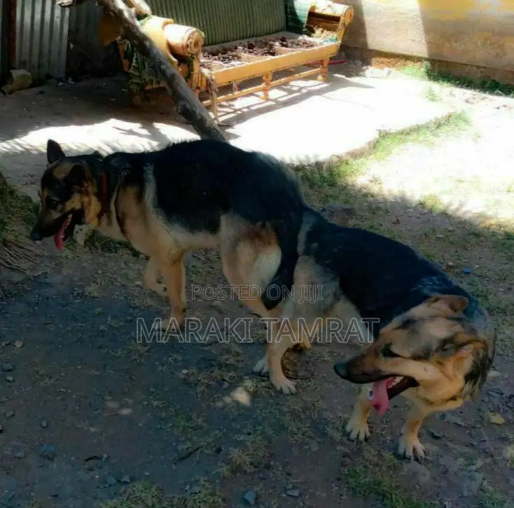 1-3 months Male Purebred German Shepherd